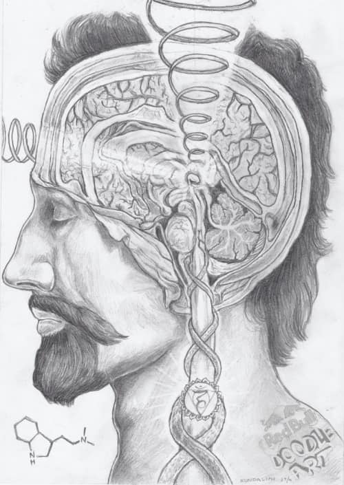 glandula pineal glandula pineal